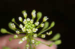 Roadside pennycress 